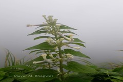 Ceropegia sahyadrica